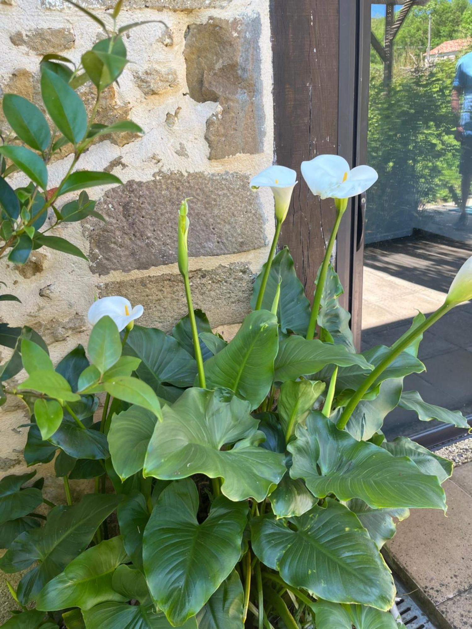 Gite 1, Domaine Logis Gascogne Saint-Justin  Esterno foto